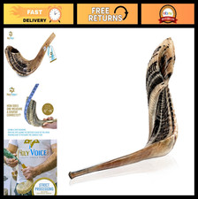 Traditional Kosher Ram Shofar Horn 12"-14" - Half Polished, Easy Blowing, Clear