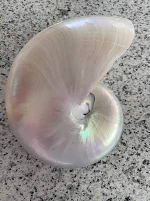 Nautilus Muschel    ein extrem schönes Exemplar    