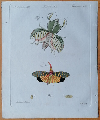 Walking Leaf Latern Bug - Bertuch Original Colored Print (A) - 1790