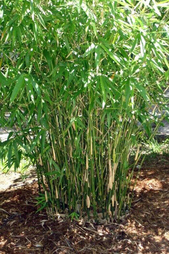 Bambusa multiplex - Green Hedge Clumping Bamboo Plant - 1 Gallon - Non-Invasive