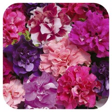Petunia Double Duo Mixed Mini Plug Plants x 24 For Potting On