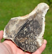 Sequoia Fossil Wood Slice 617 gr - Yellowstone National Park, Montana, USA