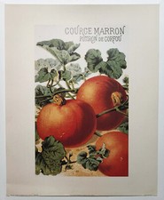 COURGE MARRON POTIRON DE CORFOU, Botanical reproduction print