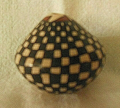 2'' Miniature Checkered / Quadritto Geometric Seed Jar Pot Signed Polychrome