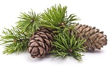 Premium Pine Needle Candle Fragrance Oil 4 Ounce Bottles