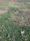 Organic Rabbit Bunny Poo Garden Lawn Manure Fertilizer Hermit Crab Food 2 LBs — photo 6
