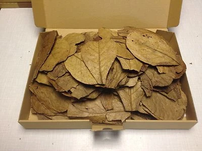 200 Stück 10-15cm - Seemandelbaumblätter / Catappa Leaves / Wasseraufbereitung - Bild 1 von 2