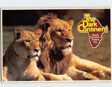 Postcard Lions The Darn Continent Busch Gardens Tampa Florida USA