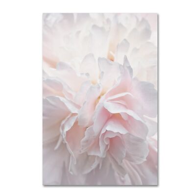 Pink Peony Petals IV by Cora Niele, 22x32-Inch Canvas Wall Art 22 in x 32 in