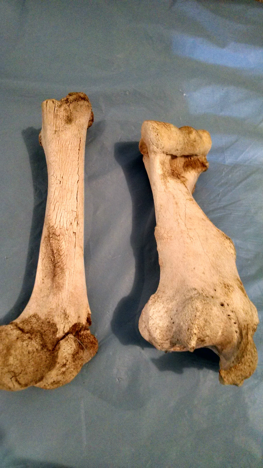 Two Real Cow Leg Bones for Taxidermy Crafts Carving Western Landscaping