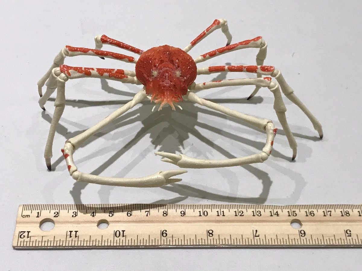 Japanese Spider Crab