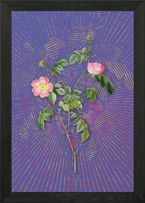 Pink Austrian Copper Rose Framed Wall Art Poster Canvas Print Picture