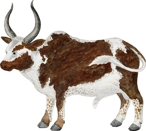 Ox Self Adhesive Vinyl Sticker
