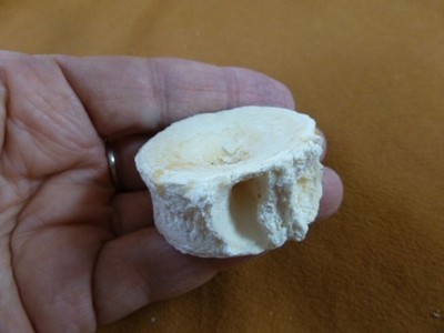 (s877-31) white modern Shark vertebrae back bone vert vertebrate I love sharks