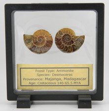 Ammonite Pair, Polished 1 3/8 " x 1 1/8" 19.37 grams Madagascar Frame Included