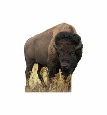 BISON BUFFALO Life Size Cardboard Cutout Standup Standee Poster