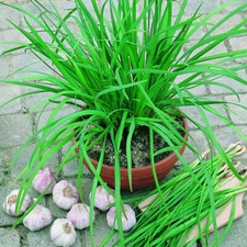 300 GARLIC CHIVE SEEDS NON - GMO FRESH FRESH HARVEST FOR GARDENS