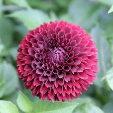 25 Mirella Dahlia Seeds Flower Perennial Flower Seeds Flowering Bloom 1138 US