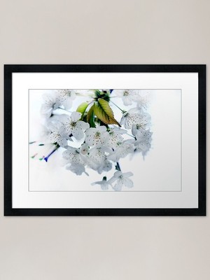 Weiße Blumen der Kirschblüte Rahmen Gerahmt Wandbild Poster Leinwanddruck Bild