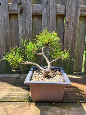 Styled Mountain Pinus Mugo Pine Bonsai Pre-Bonsai 15 Years Old (ID: B715)