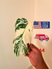 Monstera Albo Leaf Node Cutting