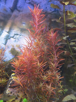 Aquarium Pflanze Rotala Rotundifolia ''Blood Red'' 5 Stecklinge