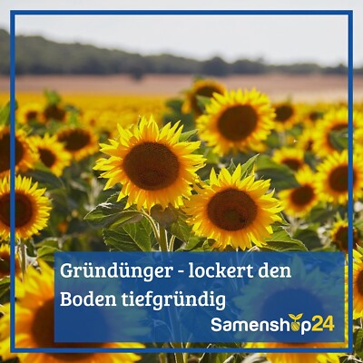 Rbsen Winterrbsen 1kg | eBay