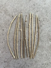 10 Pcs Goji Berry Plant Fresh Cuttings No Root Ready To Plant