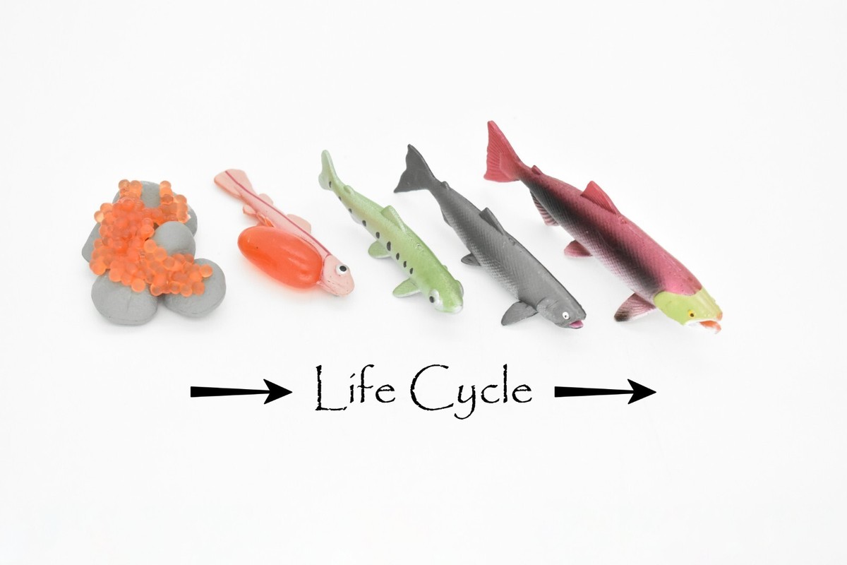 Salmon, Life Cycle, Educational, Plastic, Model, Figure, Fish