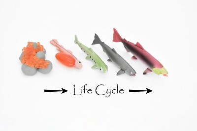 Salmon, Life Cycle, Educational, Plastic, Model, Figure, Fish, Figurine, 5 Piece