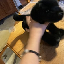 Small Black Lab Douglas Dog Brewster #4266 Ne...