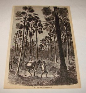 1880 magazine engraving ~ PALM GROVE IN A SAHARA OASIS