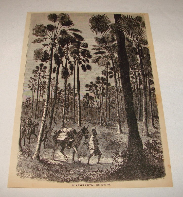 1880 magazine engraving ~ PALM GROVE IN A SAHARA OASIS