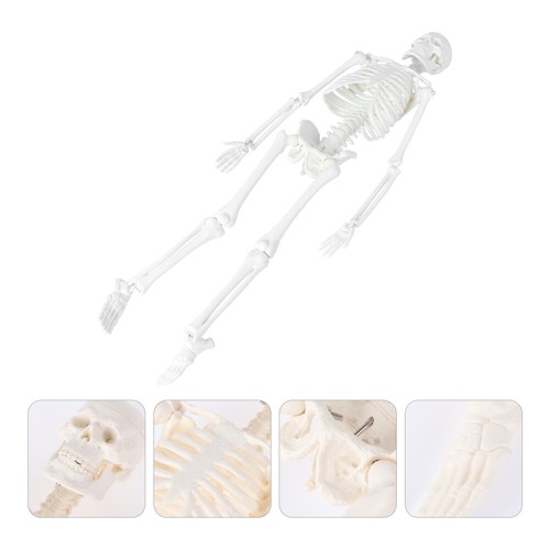 Skelettexemplar Anatomie Des Menschlichen collection Körpers Körperteilmodell