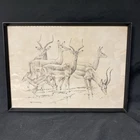 Cunningham - Antique drawing original - Gazelles - Glazed and Framed - (5337)