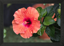 hibiscus in bloom in the g Framed Wall Art Poster Canvas Print Picture