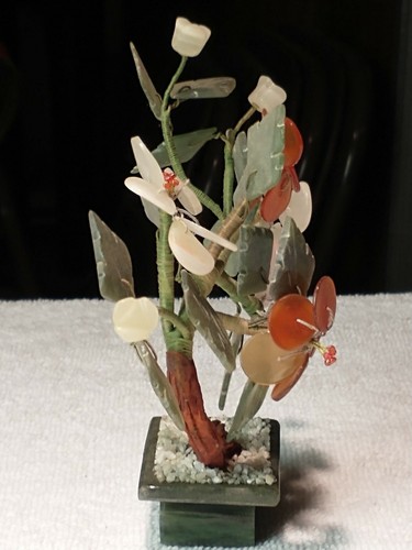 Curved Chinese Jade Tree - Picture 5 of 6