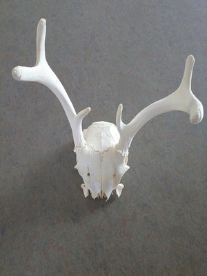Wisconsin Whitetail Buck - 6 Point Partial Skull Deadhead - Entire Item Bleached