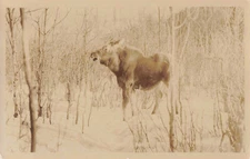 Postcard RPPC Moose Woods Snow Real Photo Along Canadian Pacific RR Real Photo