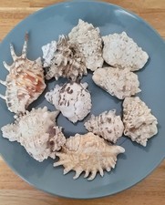 Seashells Mixed Lot of 10 Various Sizes Beach Decor