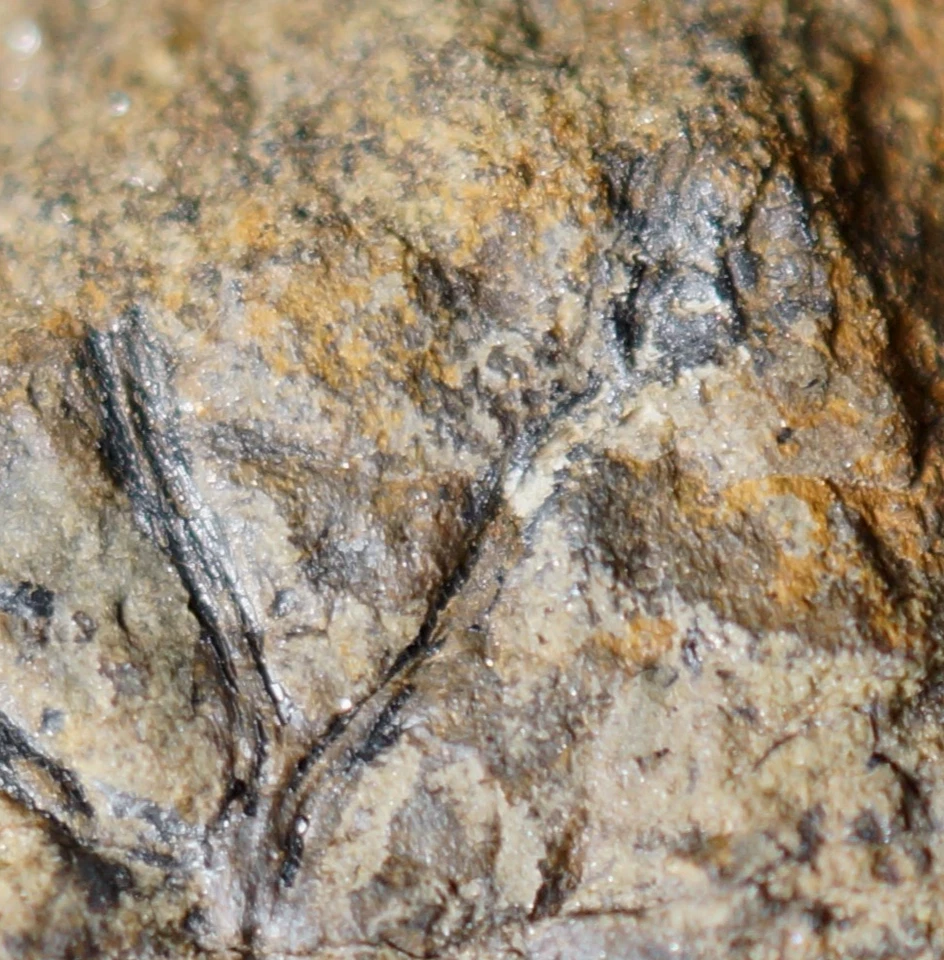 RARE ! Unusual triple branched Cooksonia & strange sporangium oldest land plant - Image 2 of 4