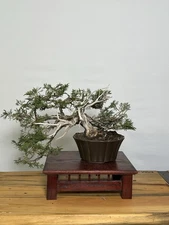 Sabina Juniper Bonsai – Semi-Cascade with Deadwood - Layered Pads