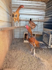 20g X Indian Chicken Hatching eggs