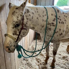 Rawhide Bosal Natural & Turquoise, Rawhide Bosal 24 Plaits, Western Horse Bosal