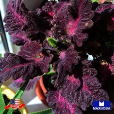 Coleus Seeds - Black Dragon Non-GMO