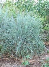 Little Bluestem Schizachyrium scoparium 200 Seeds Free Shipping!