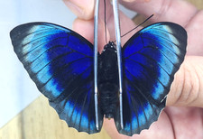 Prepona for collectors | Prepona werneri, brooksiana females