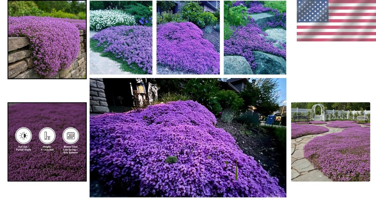 20,000+ Creeping Thyme Seeds Ground Cover, Non-GMO Perennial