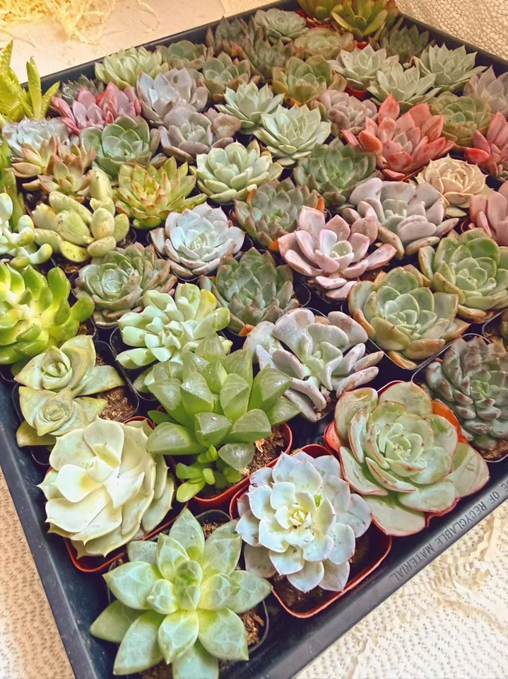 Paquete a granel de plantas suculentas surtidas vivas de 2" - Favores de fiesta de boda envío gratuito Foto 4 de 4