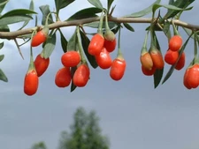 Lycium barbarum | Goji Berry | Wolfberry | Chinese Box Thorn | 20_Seeds